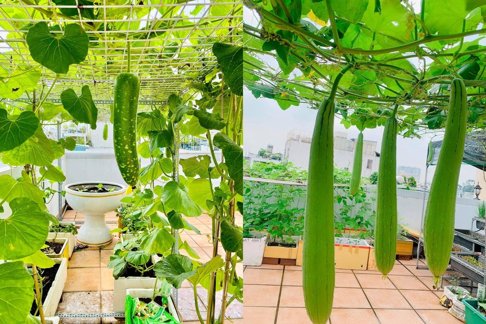 Nữ giám đốc trẻ mát tay làm vườn 170m2 ngập rau, trái trên sân thượng - 8
