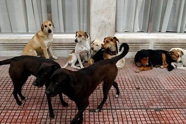 Đau lòng bà mẹ bị hơn 100 con chó hoang tấn công