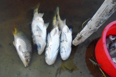 Cá chết trắng tại hồ tiếp nhận nước thải công ty dệt nhuộm