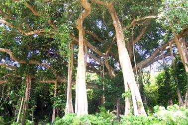 Đề nghị công nhận cây đa trăm tuổi ở bán đảo Sơn Trà là “Cây di sản”