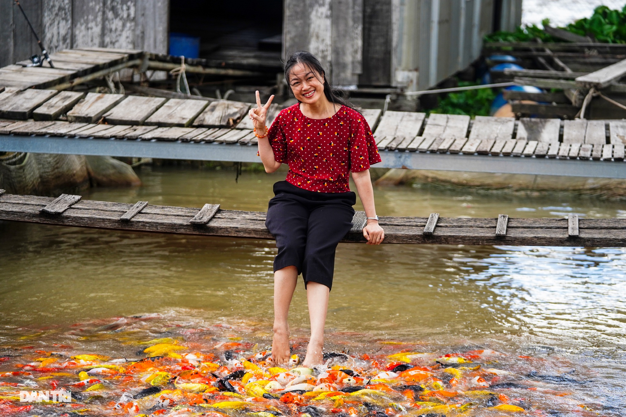 Về Cồn Sơn xem cá lóc… bú bình, ăn cơm phải… đút - 4