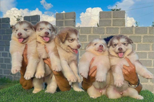 Chàng trai phố núi kiếm trăm triệu đồng mỗi tháng nhờ nuôi chó cảnh