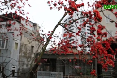 Cảnh sắc hoa gạo đỏ rực một góc trời Hà Nội