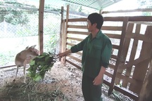 Chàng công nhân nuôi hươu sao, thu nhập hàng trăm triệu đồng