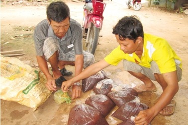 Nghề xúc trùn chỉ thu nhập hơn 20 triệu đồng/tháng