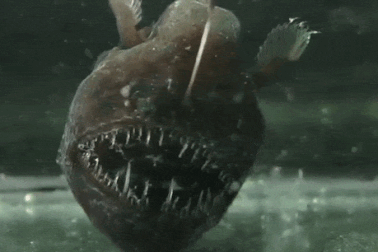 Xếp hạng 10 sinh vật biển hãi hùng nhất