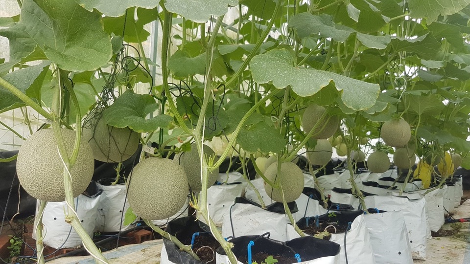 Vườn dưa lưới toàn trái khủng của nữ nhân viên văn phòng ở Kiên Giang - 6