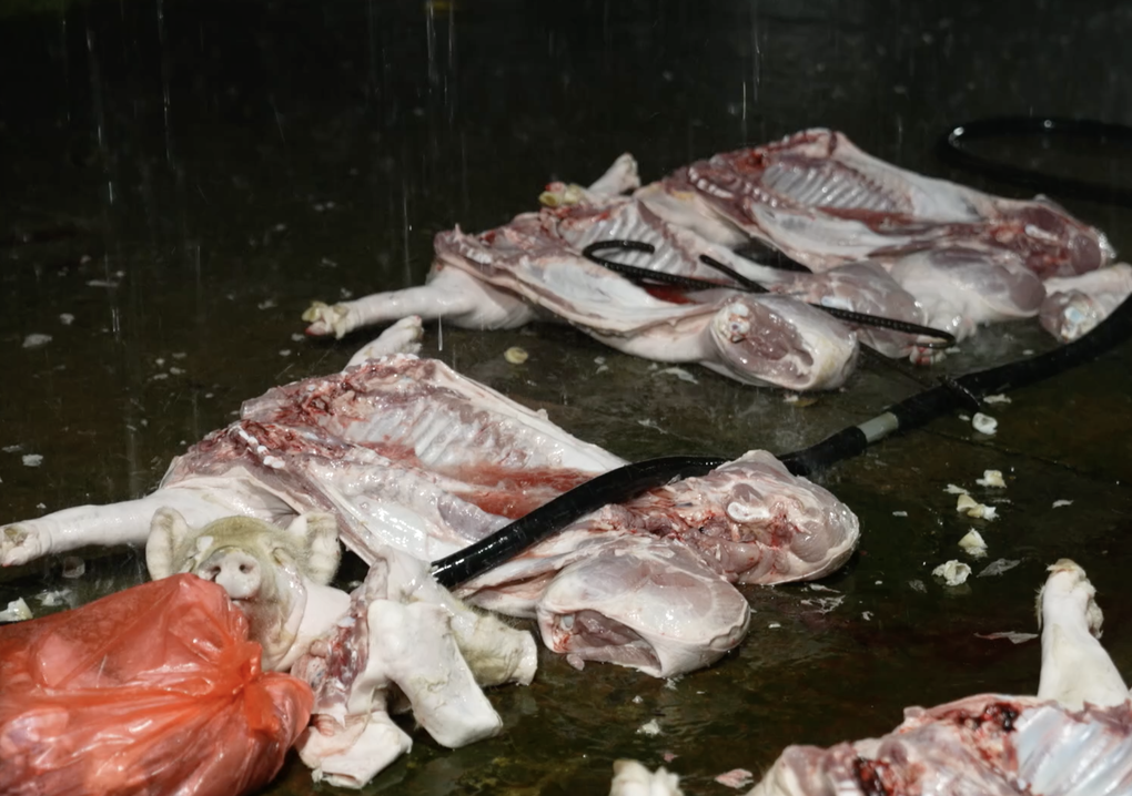 Phát hiện lò chuyên mổ, cung cấp lợn nhiễm virus tả ở Hà Nội - 1 Phát hiện lò chuyên mổ, cung cấp lợn nhiễm virus tả ở Hà Nội - 1
