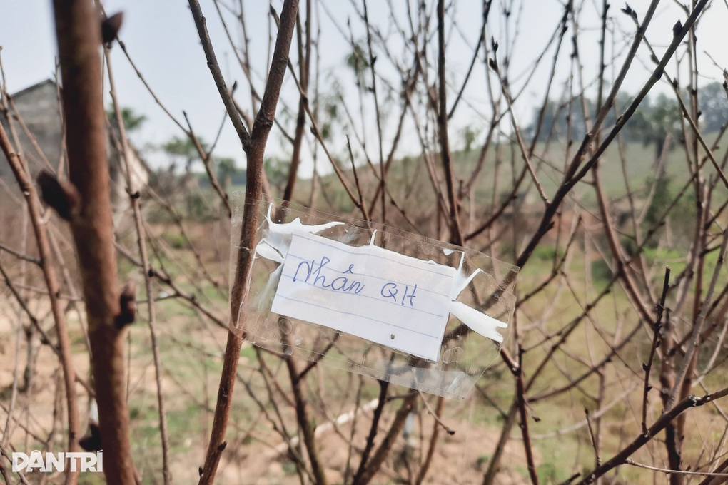 Thương lái liên tục chốt đơn, người trồng đào mải bán hàng quên cả ngủ - 3
