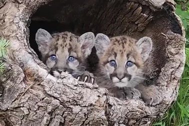 Khoảnh khắc đáng yêu khi báo sư tử non ẩn nấp chờ mẹ về