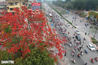 Đỏ rực từ nông thôn đến thành phố mùa hoa gạo tháng Ba ở Hà Nội