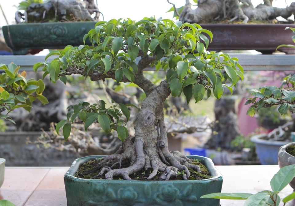 Mãn nhãn với những chậu bonsai mini giá hàng chục triệu đồng - 11 Mãn nhãn với những chậu bonsai mini giá hàng chục triệu đồng - 11