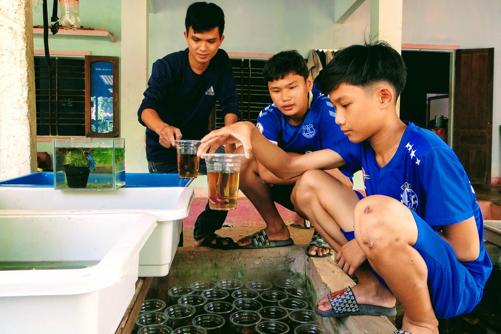 Cử nhân bỏ việc ở phòng lạnh về quê nuôi cá cảnh, tháng lãi hàng chục triệu - 3 Cử nhân bỏ việc ở phòng lạnh về quê nuôi cá cảnh, tháng lãi hàng chục triệu - 3
