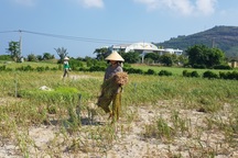 Quảng Ngãi: Hơn 320 ha trồng tỏi của Lý Sơn có nguy cơ mất mùa