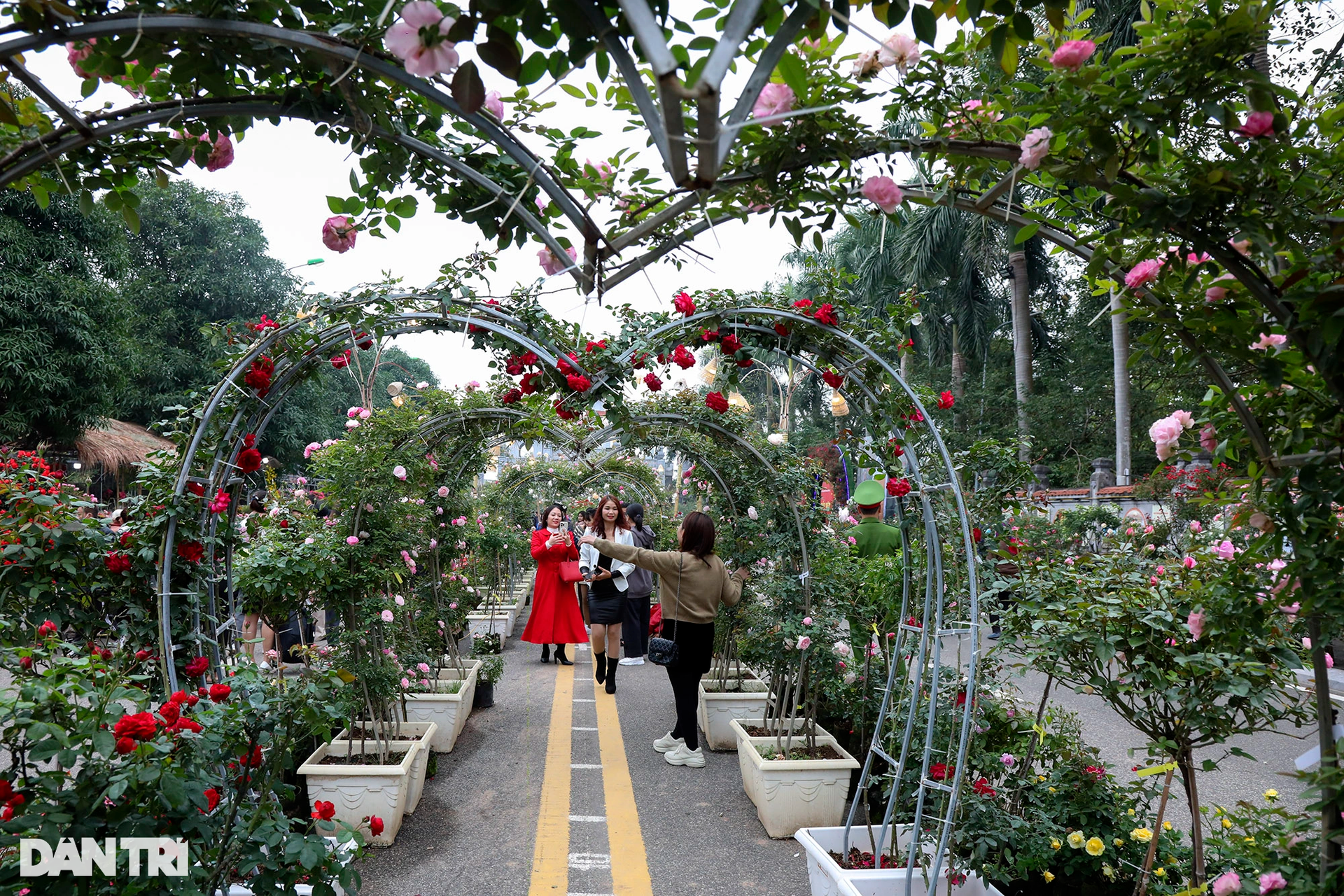 Thưởng thức lễ hội hoa lần đầu xuất hiện tại thủ phủ hoa miền Bắc - 6