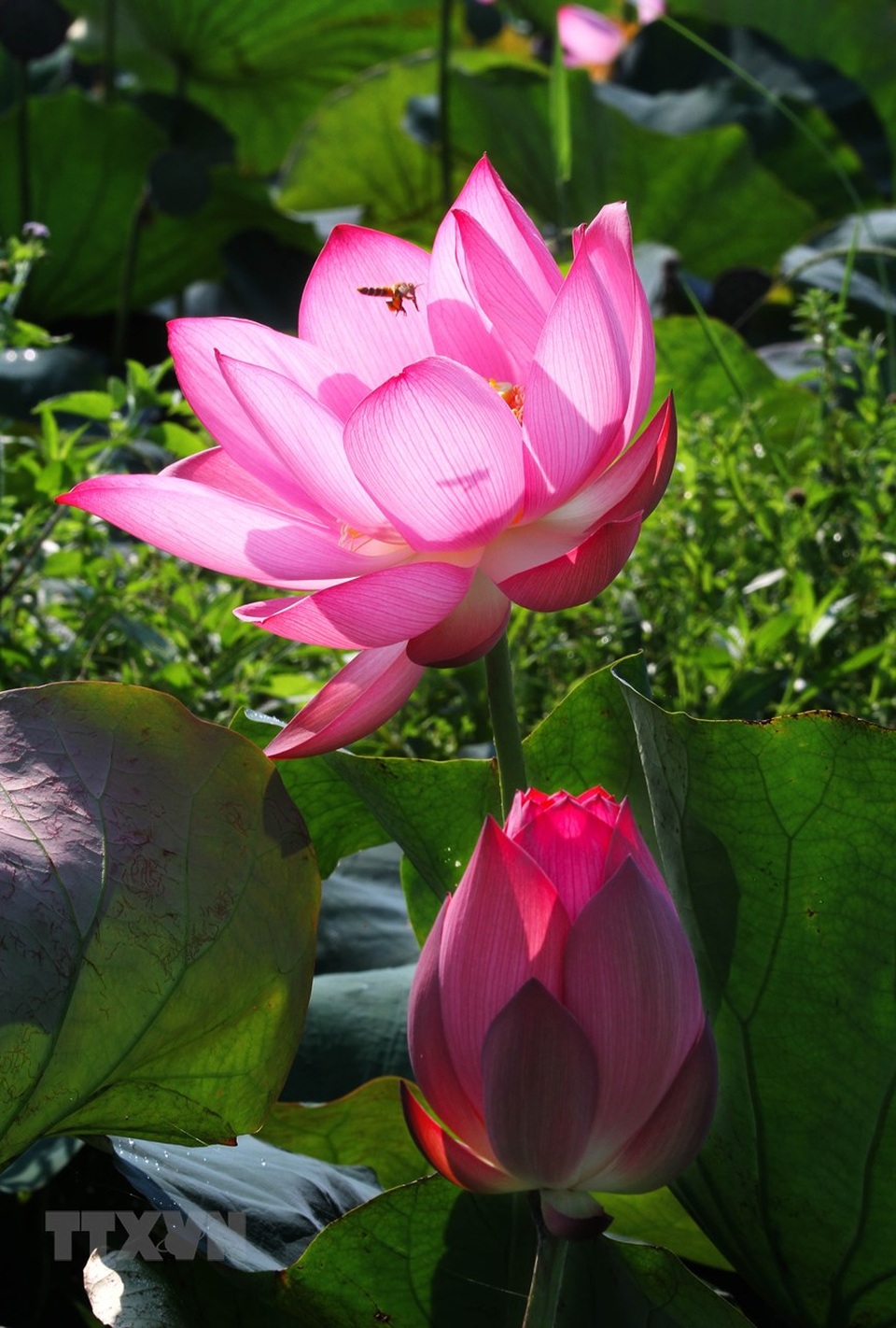 Sen hồng bung sắc giữa những làng quê đầy nắng và gió - 4 Sen hồng bung sắc giữa những làng quê đầy nắng và gió - 4