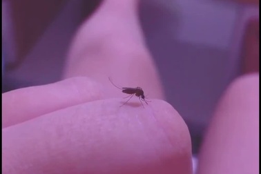 Cách bắt muỗi của “cao thủ võ lâm”