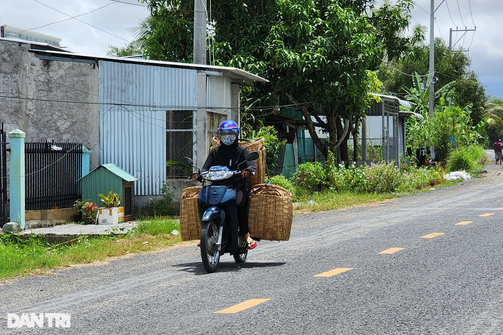 Khmer woman takes water hyacinth to the West - 3