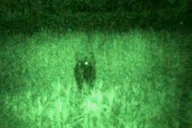 Đề nghị giám định mẫu phẩm bò lạ nghi là bò tót