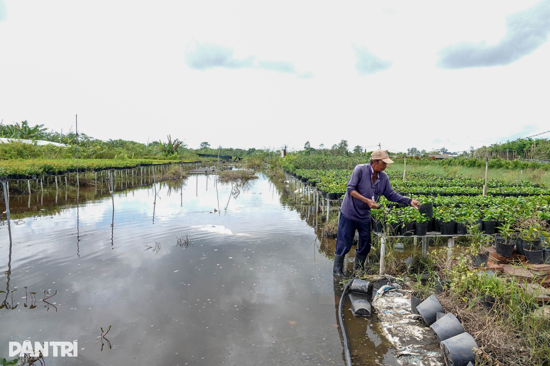 Nông dân miền Tây lo mất Tết vì sạt lở, vỡ đê, nước ngập bủa vây - 7