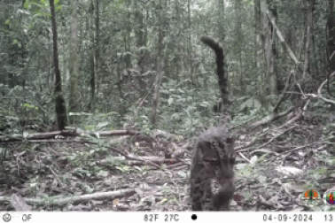 Loài báo gấm quý hiếm lần đầu tiên được ghi hình trong tự nhiên