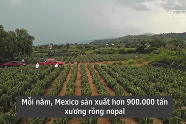 Món ăn độc đáo làm từ loại thực phẩm "gai góc" ở Mexico