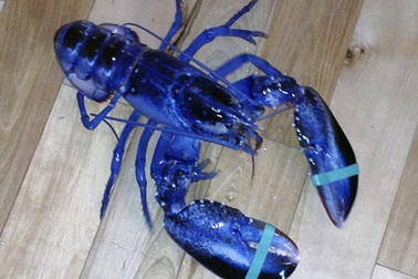 Bắt được tôm hùm màu xanh dương cực hiếm
