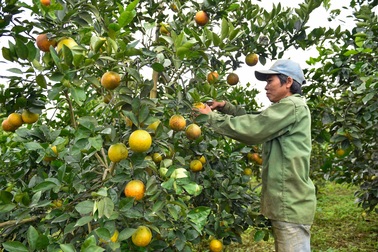 Nông dân miền núi thu tiền tỉ từ trồng cam