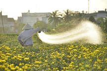 Làng hoa khoe sắc chờ Tết