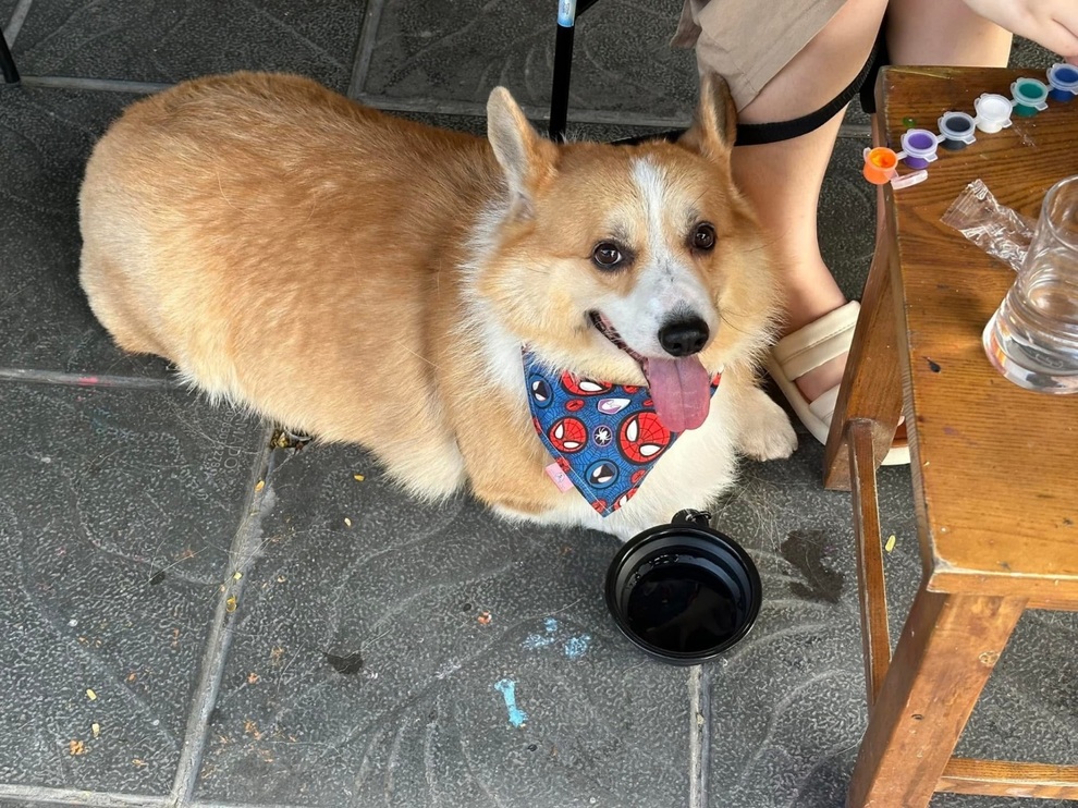 អតិថិជនប្រើប្រាស់ពែងដែលមានបំណងសម្រាប់ម្ចាស់សត្វចិញ្ចឹមផឹកនៅហាងកាហ្វេមួយក្នុងទីក្រុងហាណូយ - ២ Khách lấy cốc của người cho thú cưng uống tại quán cà phê ở Hà Nội - 2