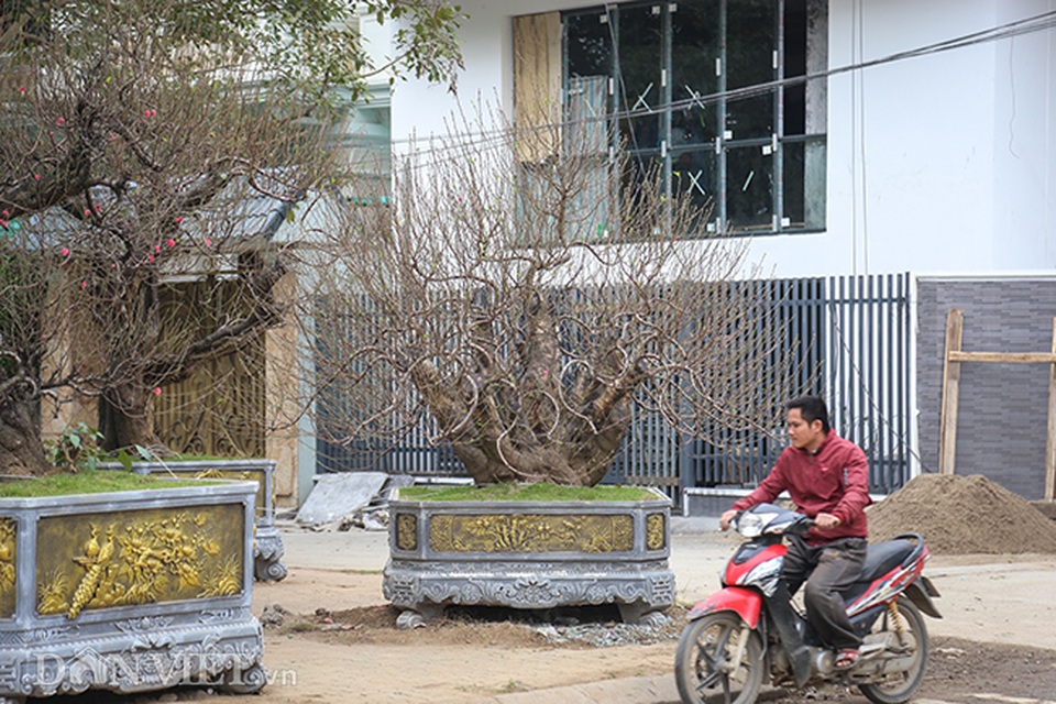 Hà Nội xuất hiện gốc đào khủng có giá cho thuê 100 triệu đồng dịp Tết - 1 Hà Nội xuất hiện gốc đào khủng có giá cho thuê 100 triệu đồng dịp Tết - 1