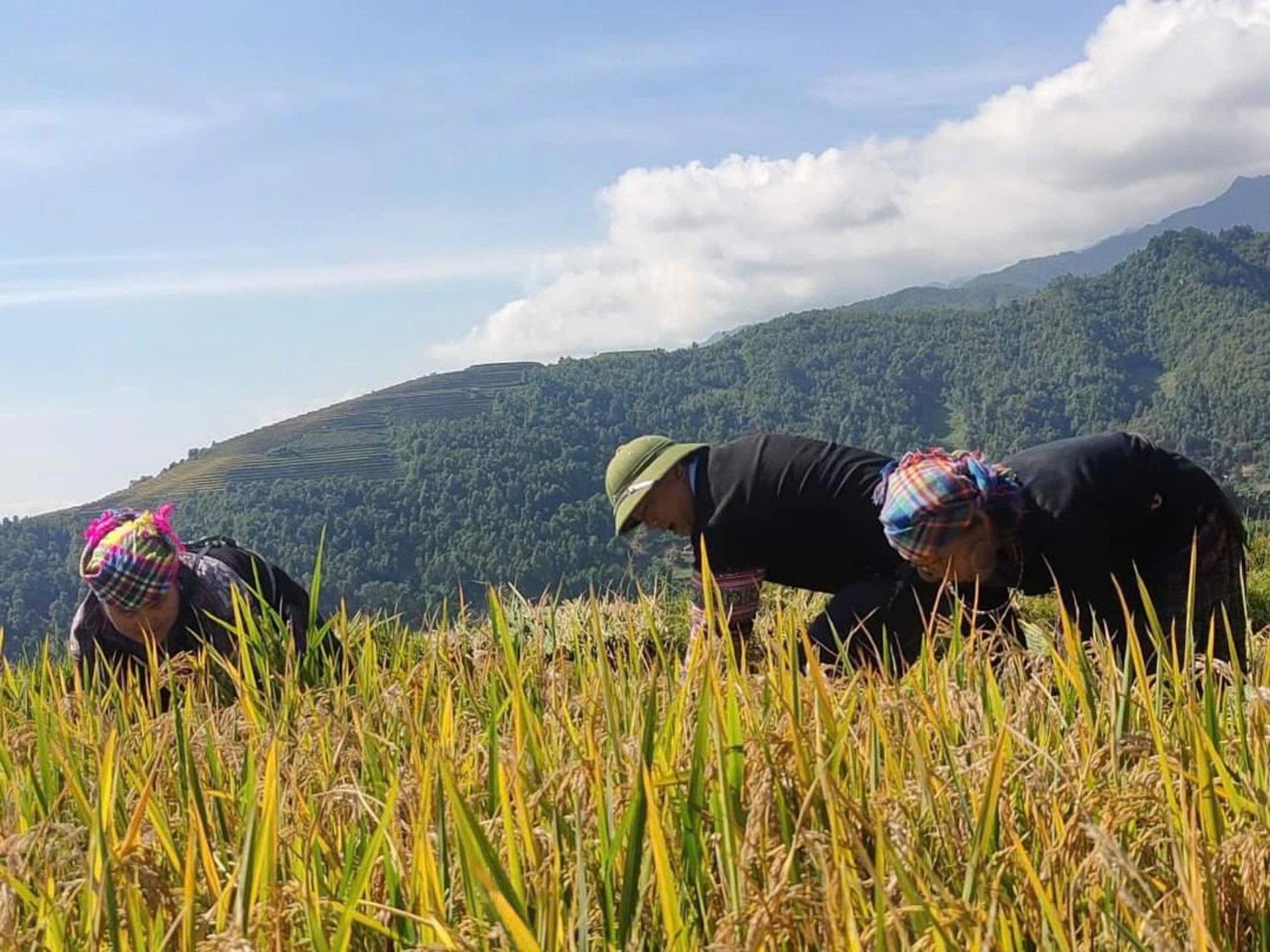 Mùa vàng trên những thửa ruộng bậc thang ở Mù Cang Chải - 9