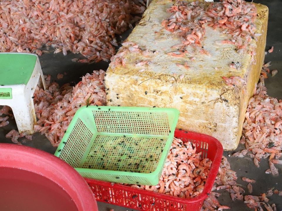 Bắt quả tang cơ sở chế biến tôm hôi thối để tuồn ra thị trường - 2 Bắt quả tang cơ sở chế biến tôm hôi thối để tuồn ra thị trường - 2