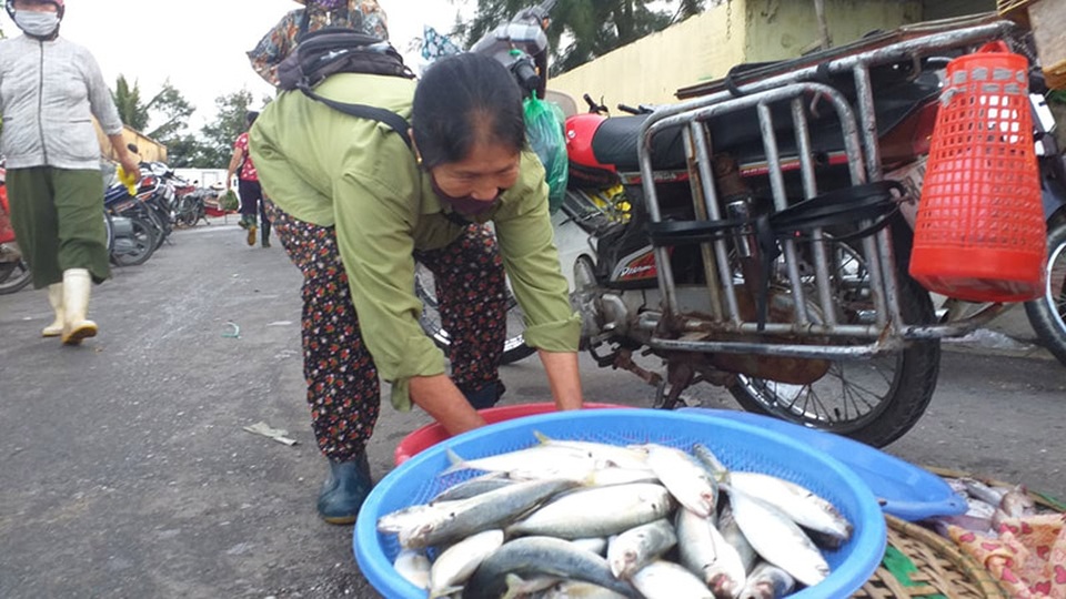 Cận cảnh những mẻ cá khủng kịp cập bến phục vụ rằm tháng 7 - 8 Cận cảnh những mẻ cá khủng kịp cập bến phục vụ rằm tháng 7 - 8