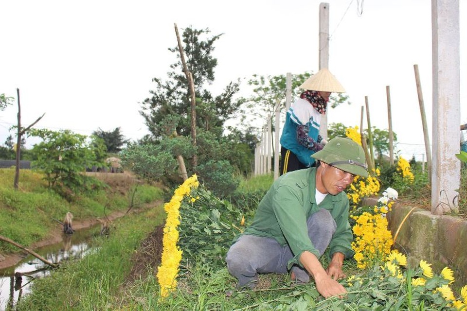 Bỏ lúa sang trồng cây giá trị kinh tế, người dân thu về trăm triệu đồng - 5 Bỏ lúa sang trồng cây giá trị kinh tế, người dân thu về trăm triệu đồng - 5