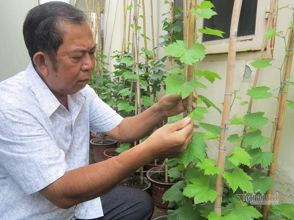 Từ gốc nho bạn tặng, nông dân Sài Gòn thu 500 triệu đồng/năm - 8
