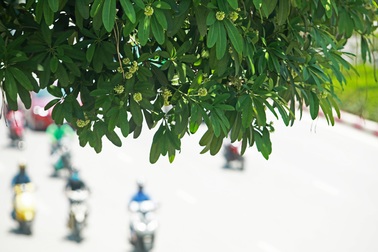 Hương hoa sữa nồng nàn giữa mùa hè 40 độ, chuyên gia lý giải nguyên nhân