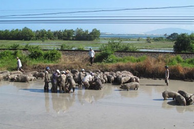 Xe lật, hơn 100 con heo được… tắm bùn