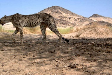 Báo săn Sahara lần đầu tiên được phát hiện trong một thập kỷ ở Algeria