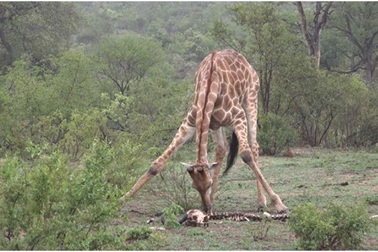 Cảnh hiếm gặp: Hươu cao cổ bị bắt gặp đang gặm đầu lâu của một con trâu