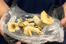 Hà Nội: Nam thanh niên trồng "nấm ma túy" rồi rao bán