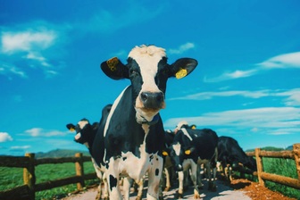 Ngành sữa Việt và đàn bò nhiều nước từng phải qua "dòm ngó"