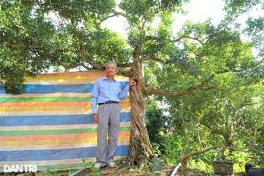 Vườn nguyệt quế cả nghìn cây "giá nào cũng không bán" của lão nông miền Tây