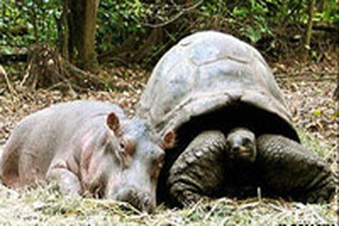 Rùa nhận hà mã làm con nuôi