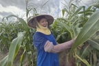 Canh tác 4 vụ/năm, nông dân không cho đất nghỉ, rủng rỉnh tiền tiêu