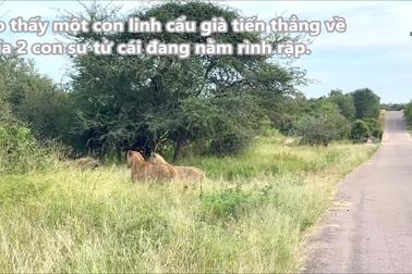 Kết cục bi thảm của linh cẩu già khi tự nguyện "nộp mình" cho sư tử