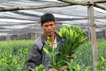 Hoa ly Tết nở sớm, người dân Tây Tựu lỗ nặng