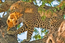 Báo hoa mai tập kích ổ sư tử, bắt con non ăn thịt