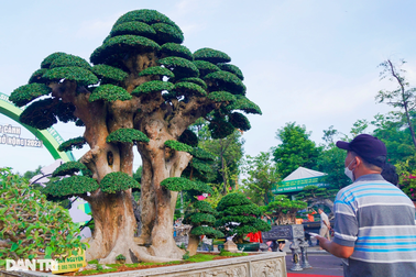 Cây duối được trả giá cả chục tỷ đồng, chủ chưa bán