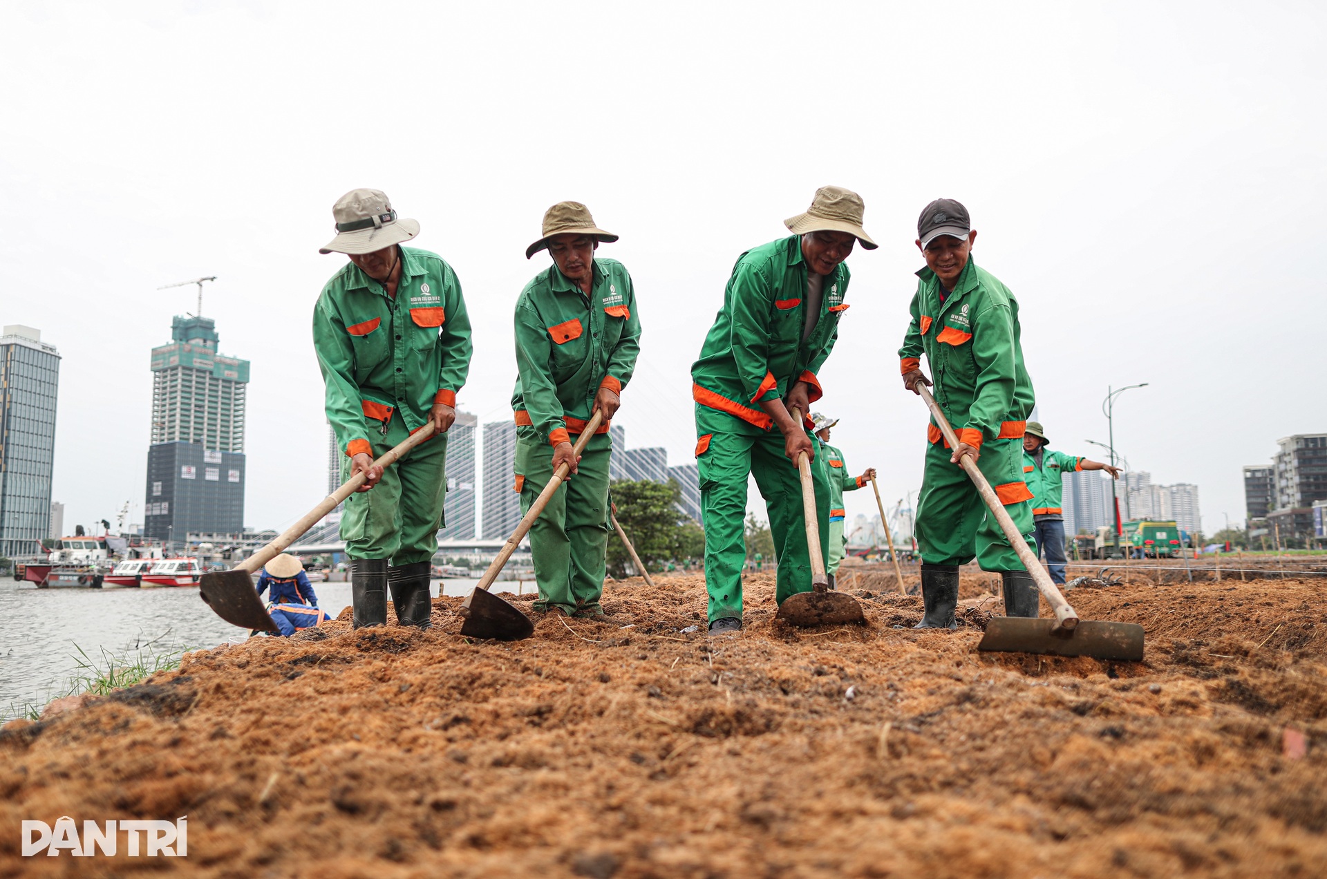 Tất bật trồng 15.000 cây hướng dương ở bờ sông Sài Gòn - 4 Tất bật trồng 15.000 cây hướng dương ở bờ sông Sài Gòn - 4